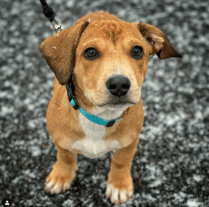 decisions-virtual-keynote-speaker-dog-photo