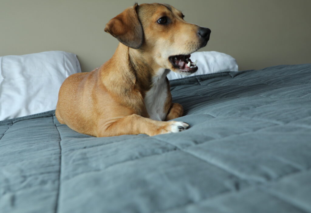 Waffles on the Molecule Mattress
