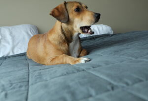 Waffles on the Molecule Mattress